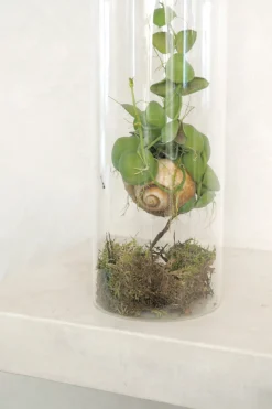 Planter Og Værktøj Til Terrarier|Planter I Vand^PLANT Snaily Dischidia - i glasvase