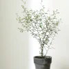 Danskavlede Planter^PLANT Sophora
