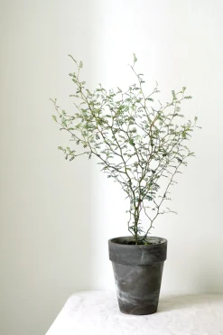 Danskavlede Planter^PLANT Sophora