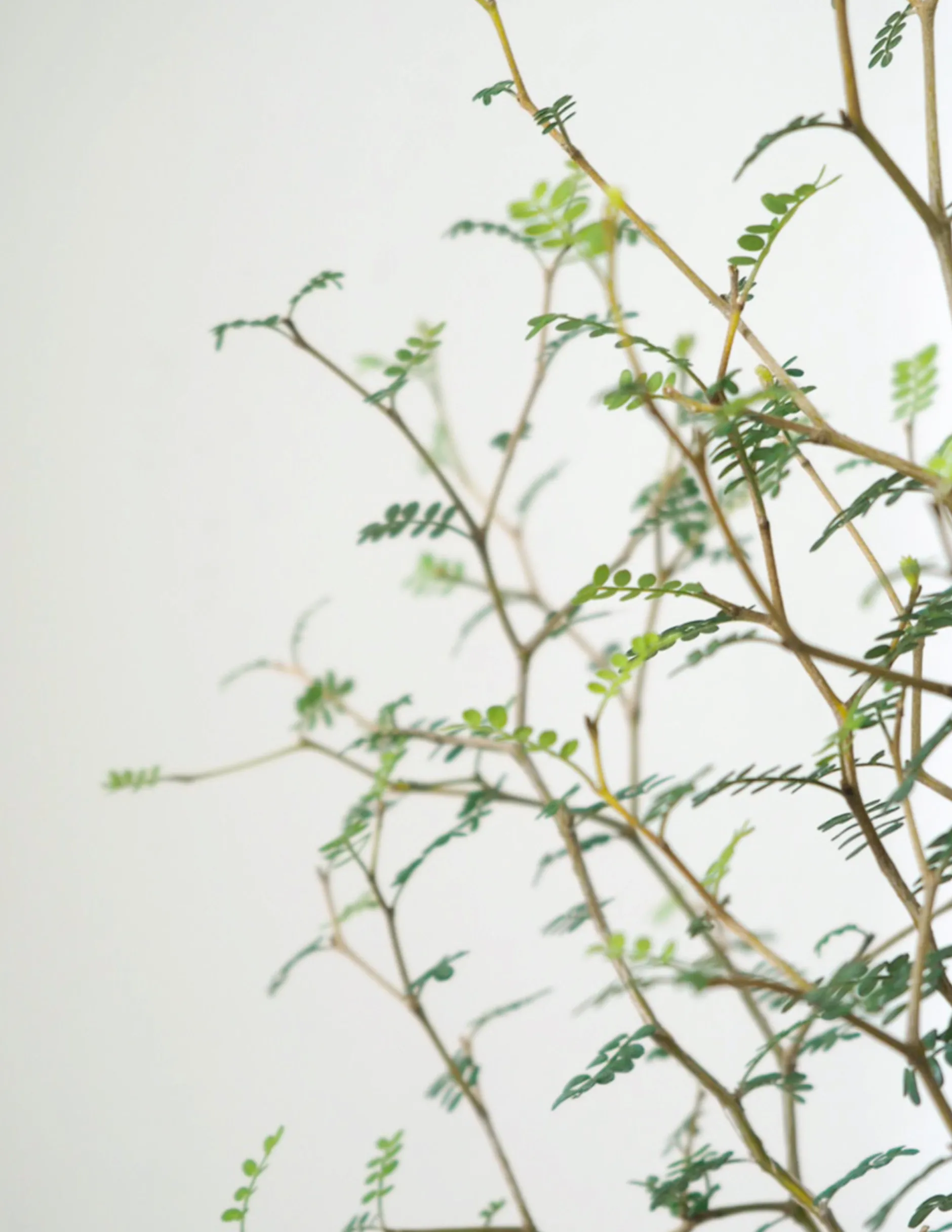 Danskavlede Planter^PLANT Sophora