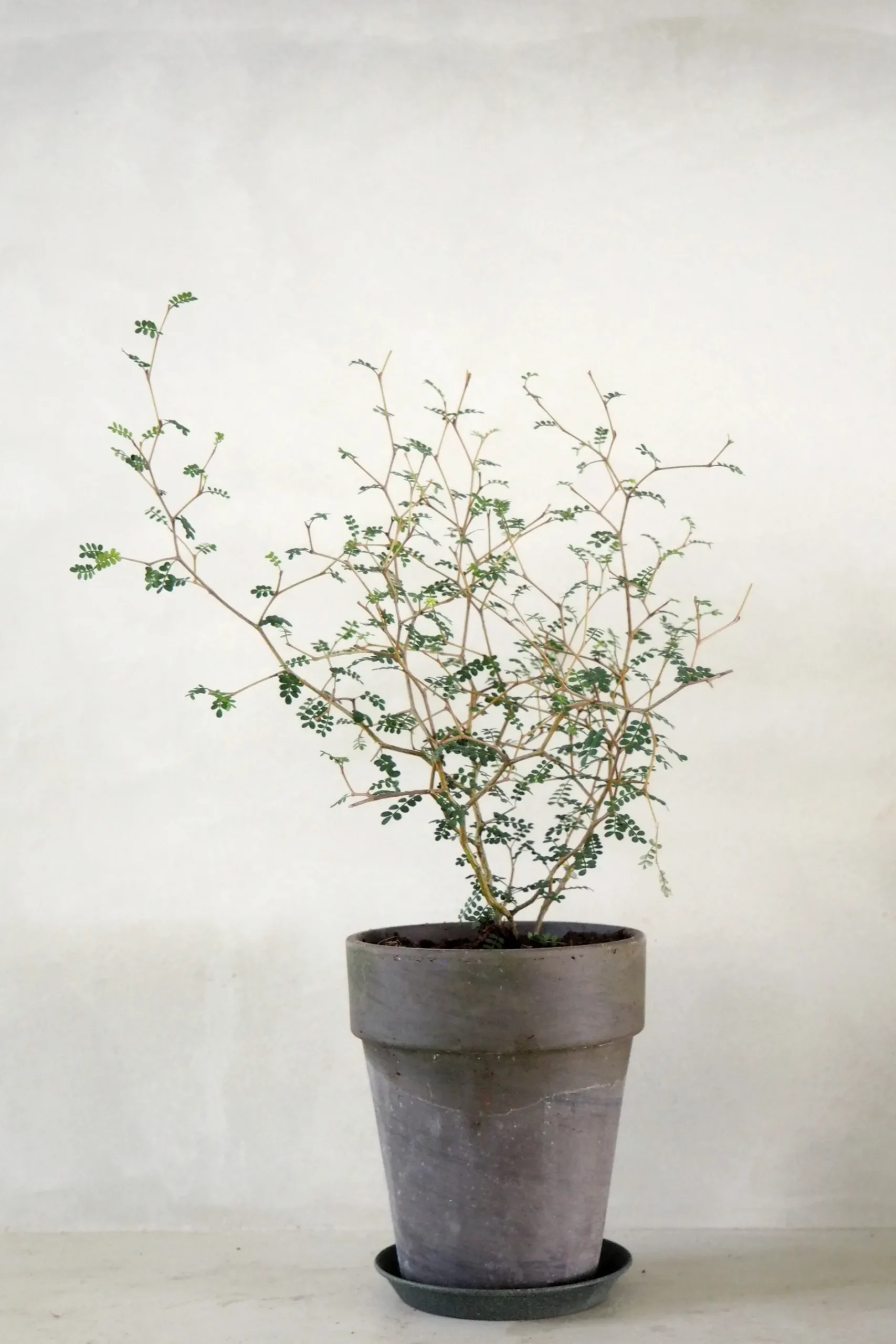 Danskavlede Planter^PLANT Sophora