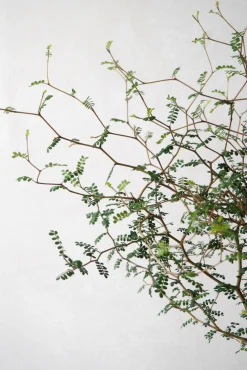 Danskavlede Planter^PLANT Sophora
