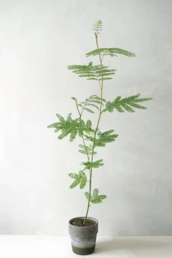 Danskavlede Planter|Sovetræer^PLANT Sovetræ