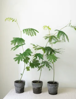 Danskavlede Planter|Sovetræer^PLANT Sovetræ