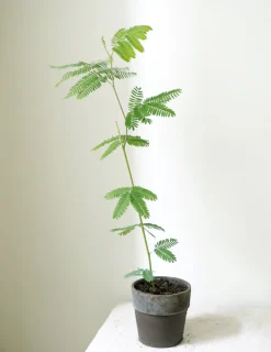 Danskavlede Planter|Sovetræer^PLANT Sovetræ