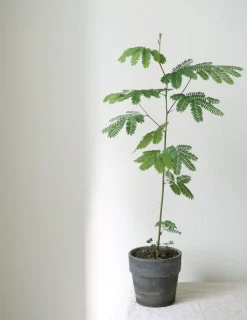 Danskavlede Planter|Sovetræer^PLANT Sovetræ