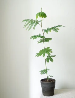 Danskavlede Planter|Sovetræer^PLANT Sovetræ