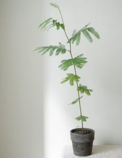 Danskavlede Planter|Sovetræer^PLANT Sovetræ
