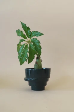 Håndlavede Krukker|Glaserede Krukker^PLANT Stabel krukke, mørkegrøn
