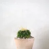 Ørkenplanter Og Knoldplanter^PLANT Stenocactus