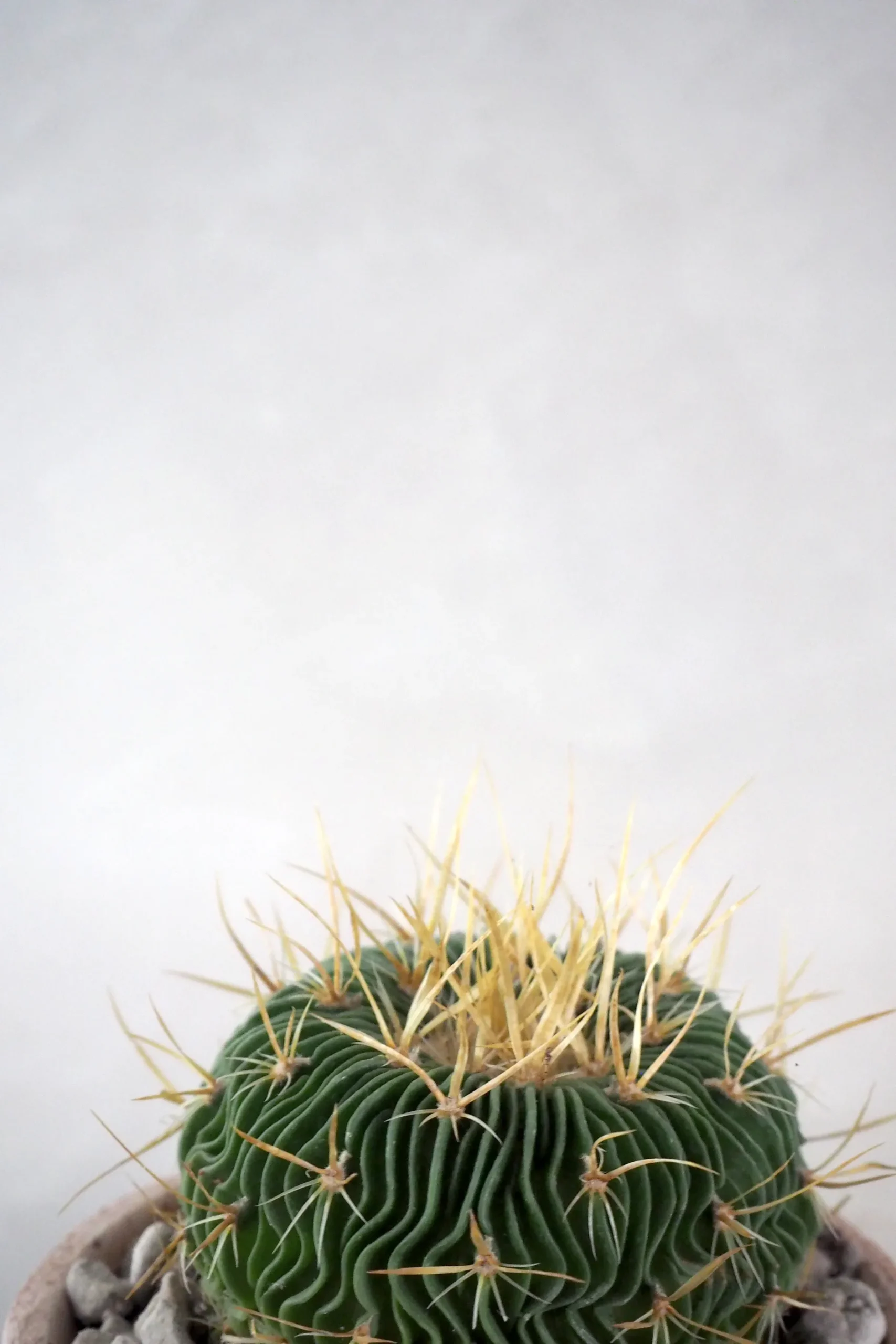 Ørkenplanter Og Knoldplanter^PLANT Stenocactus