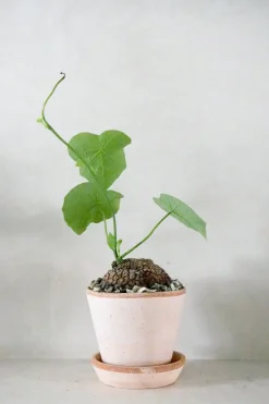 Ørkenplanter Og Knoldplanter^PLANT Stephania suberosa