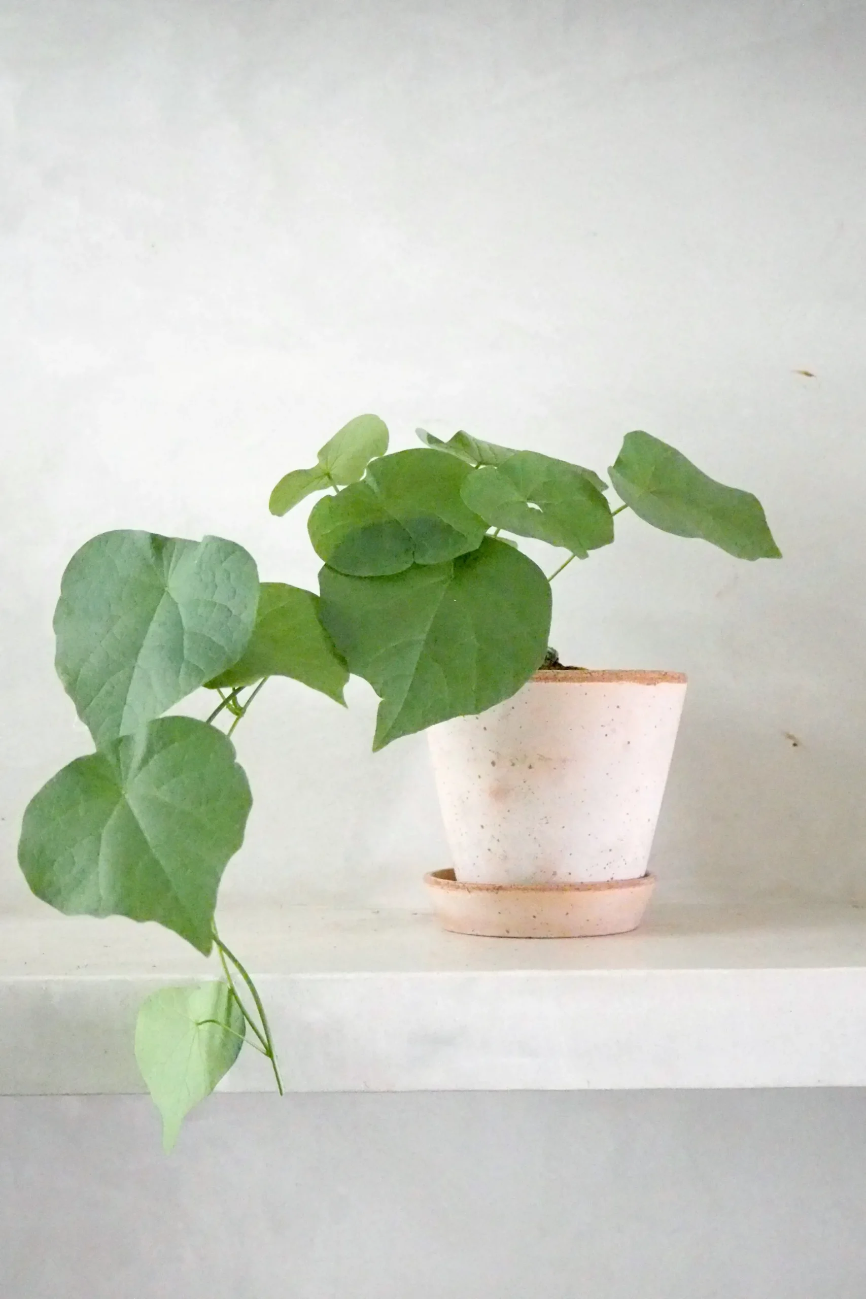 Ørkenplanter Og Knoldplanter^PLANT Stephania suberosa