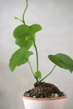 Ørkenplanter Og Knoldplanter^PLANT Stephania suberosa