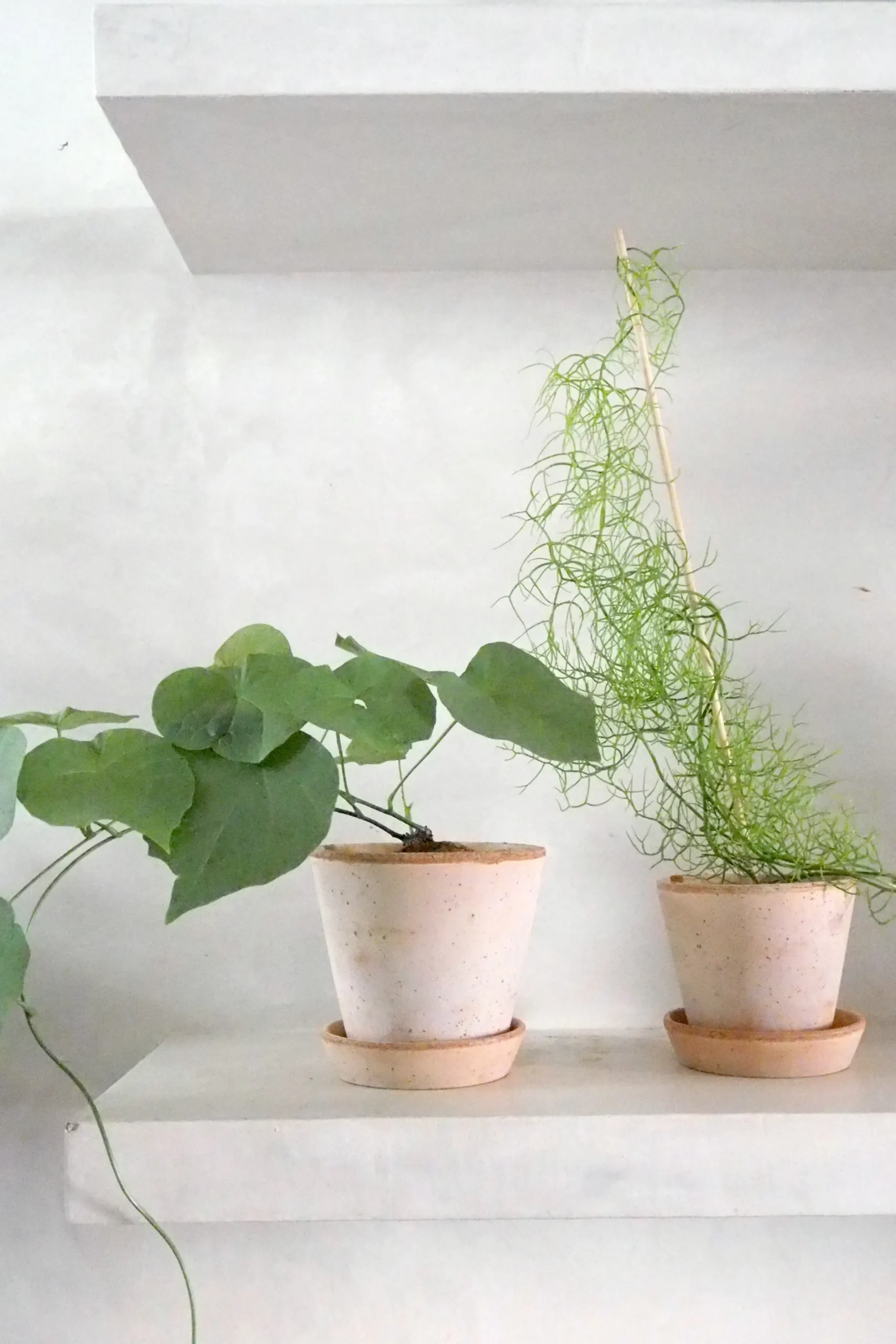 Ørkenplanter Og Knoldplanter^PLANT Stephania suberosa