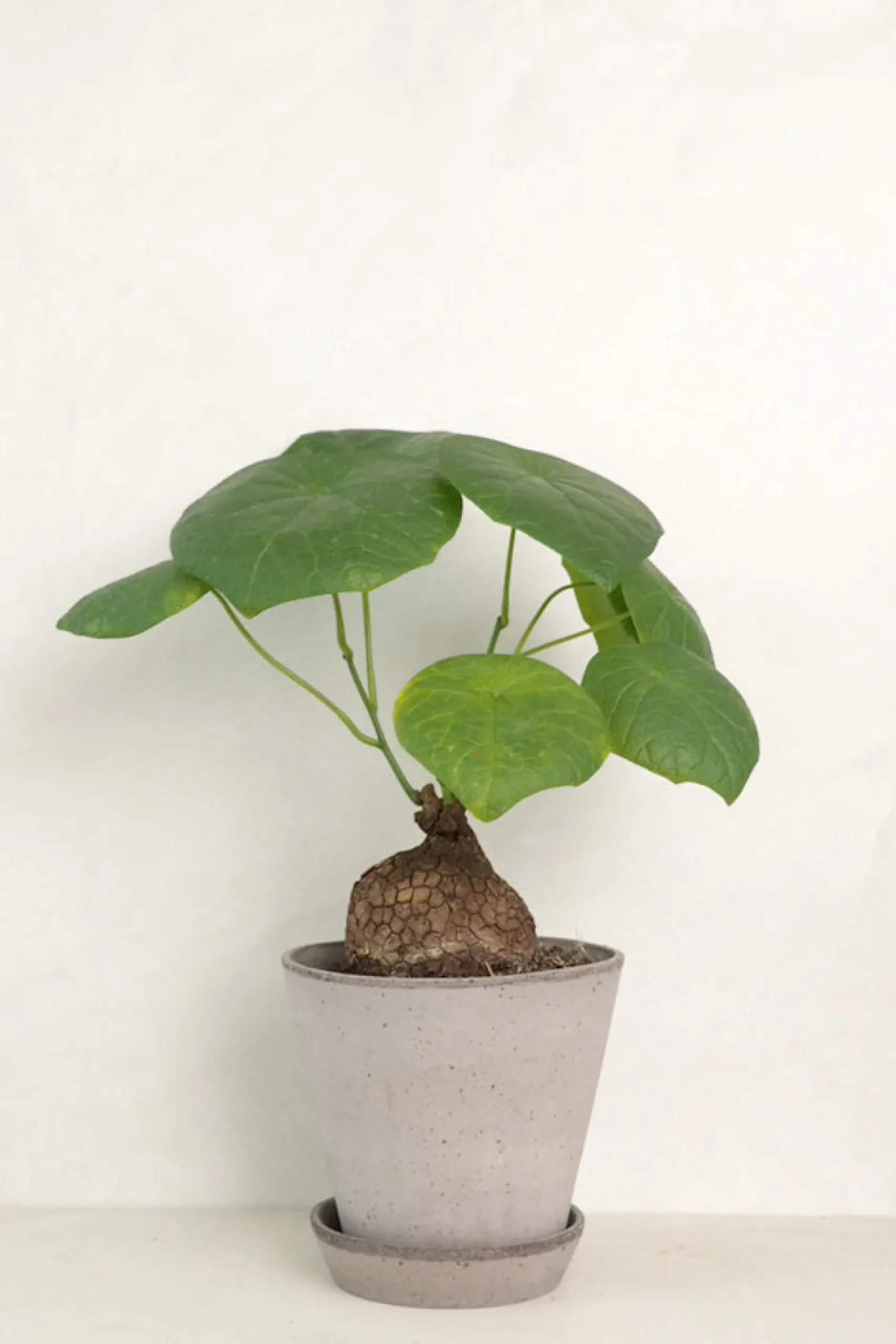 Ørkenplanter Og Knoldplanter^PLANT Stephania suberosa