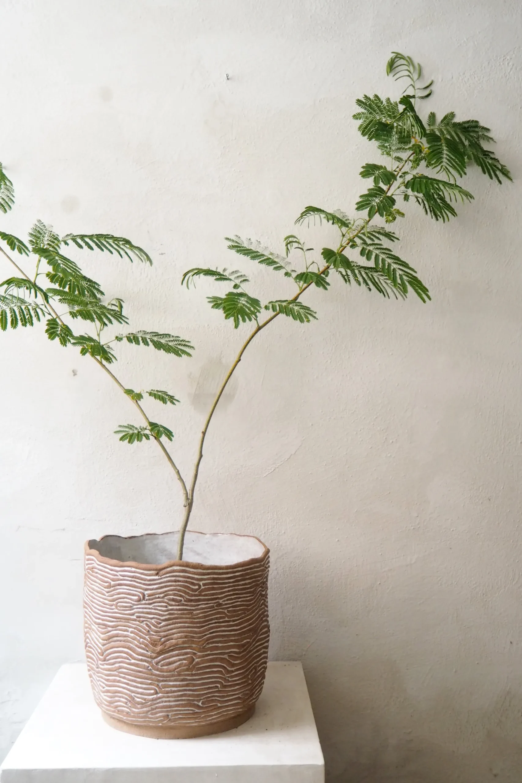 Håndlavede Krukker^PLANT StineMei - Wood brown