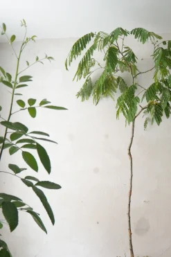 Stor^PLANT StineMei Wood Bark