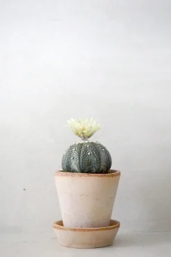 Ørkenplanter Og Knoldplanter^PLANT Stjernekaktus