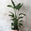 Gulvplanter Og Store Træer|Danskavlede Planter^PLANT Strelitzia Nicolai