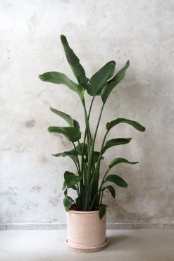 Gulvplanter Og Store Træer|Danskavlede Planter^PLANT Strelitzia Nicolai