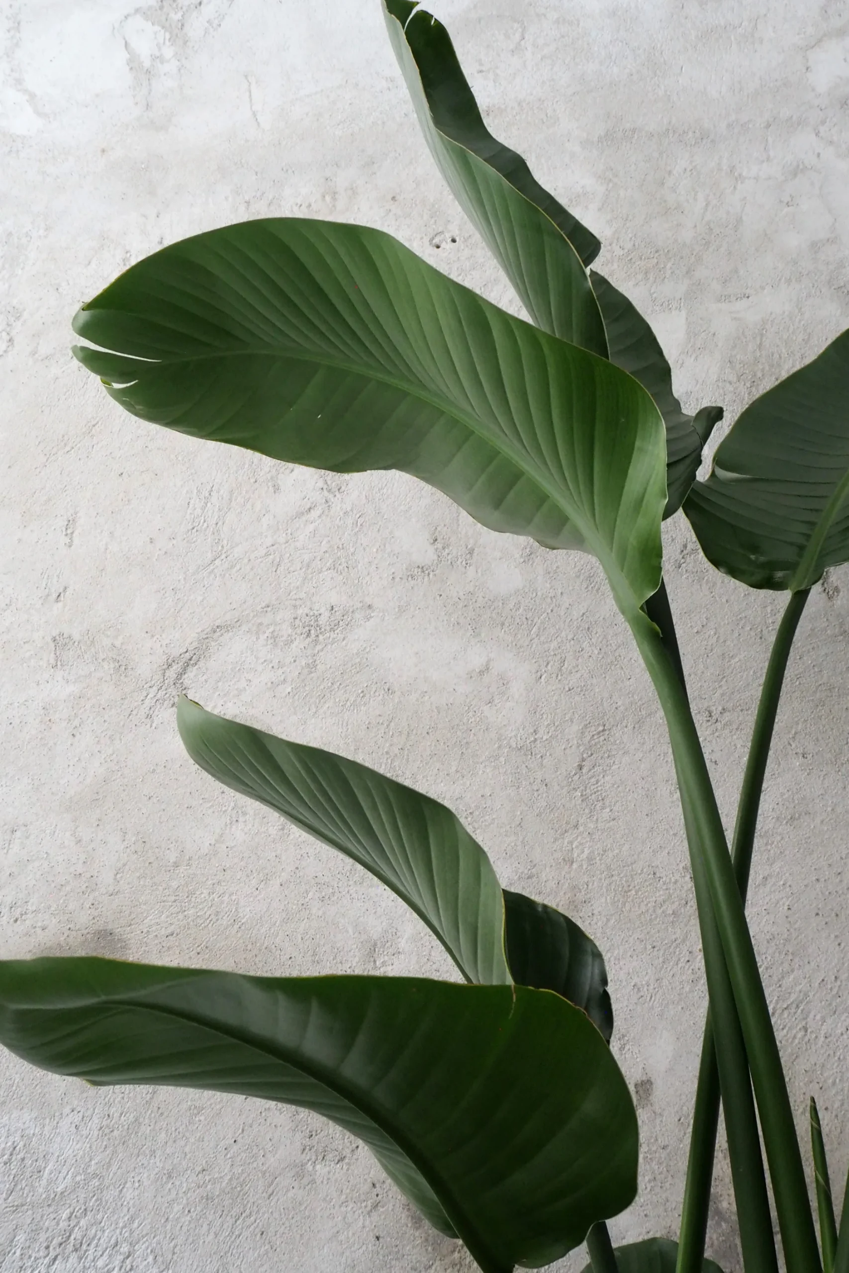 Gulvplanter Og Store Træer|Danskavlede Planter^PLANT Strelitzia Nicolai