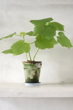 Tropiske Planter|Danskavlede Planter^PLANT Stuelind