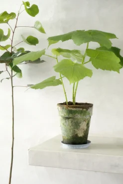 Tropiske Planter|Danskavlede Planter^PLANT Stuelind