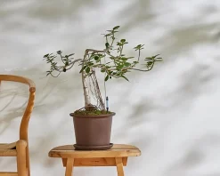 Fugtmålere^PLANT SUSTEE vand'o'meter