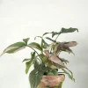 Danskavlede Planter^PLANT Syngonium red spot tricolor