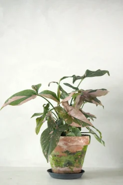 Danskavlede Planter^PLANT Syngonium red spot tricolor