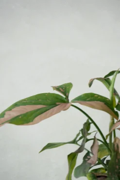 Danskavlede Planter^PLANT Syngonium red spot tricolor