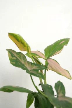 Danskavlede Planter^PLANT Syngonium red spot tricolor