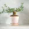 Ørkenplanter Og Knoldplanter^PLANT Tallinum caffrum