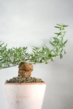Ørkenplanter Og Knoldplanter^PLANT Tallinum caffrum