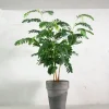 Danskavlede Planter^PLANT Tamarindus indica
