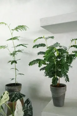 Danskavlede Planter^PLANT Tamarindus indica