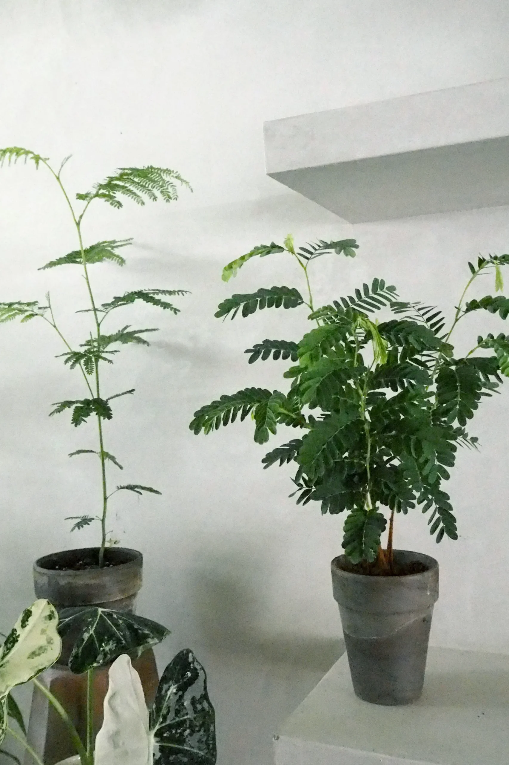 Danskavlede Planter^PLANT Tamarindus indica