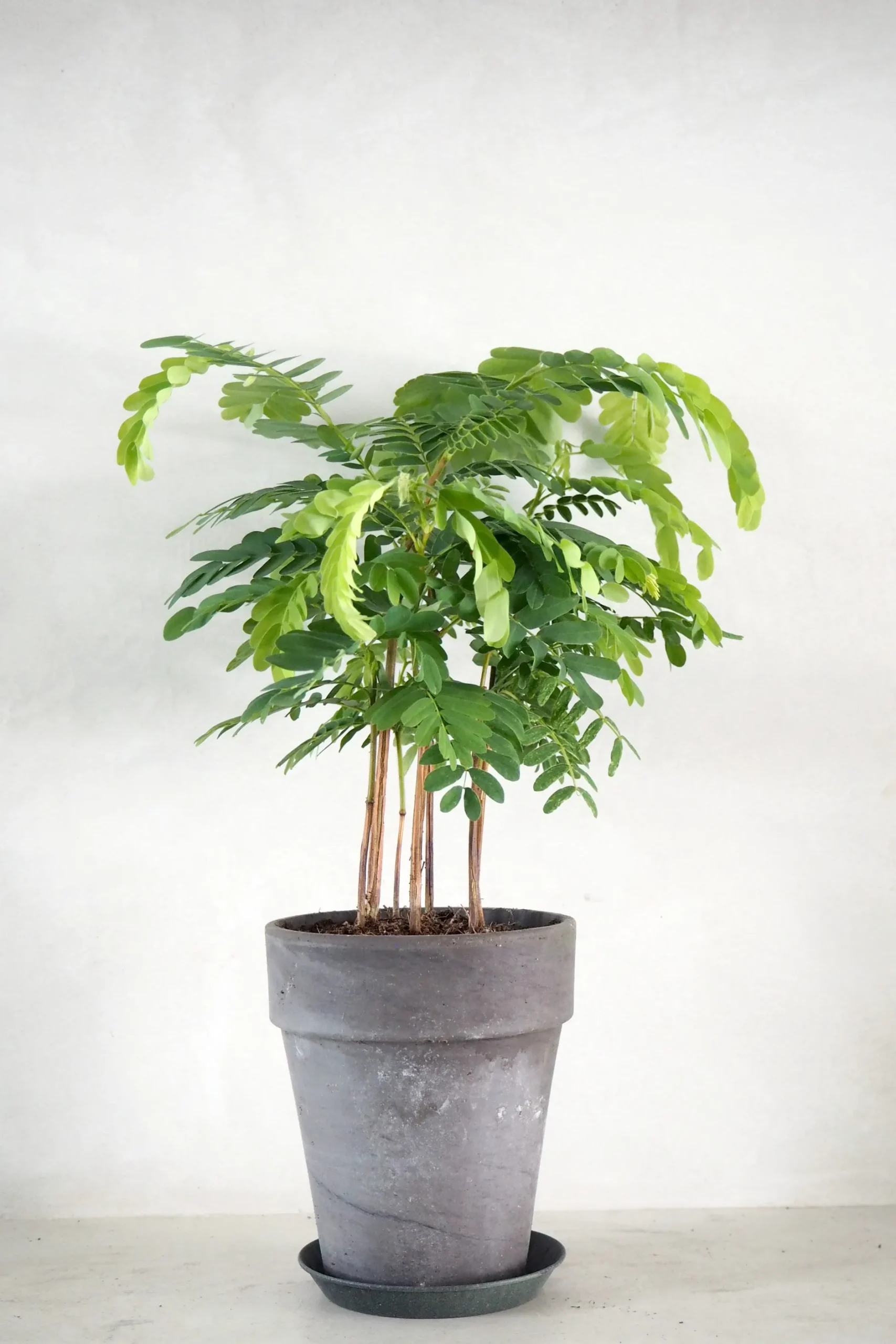 Danskavlede Planter^PLANT Tamarindus indica