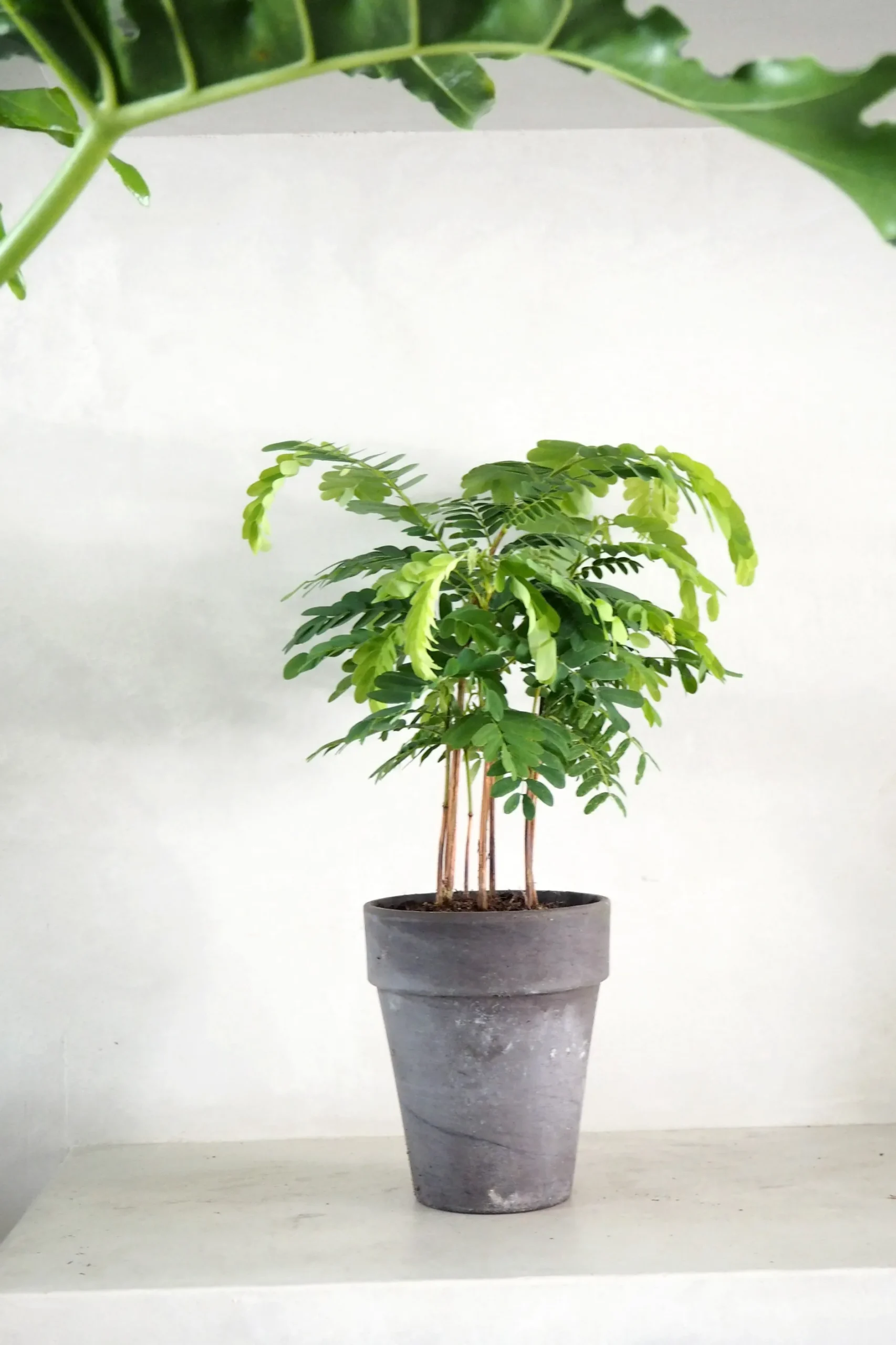 Danskavlede Planter^PLANT Tamarindus indica
