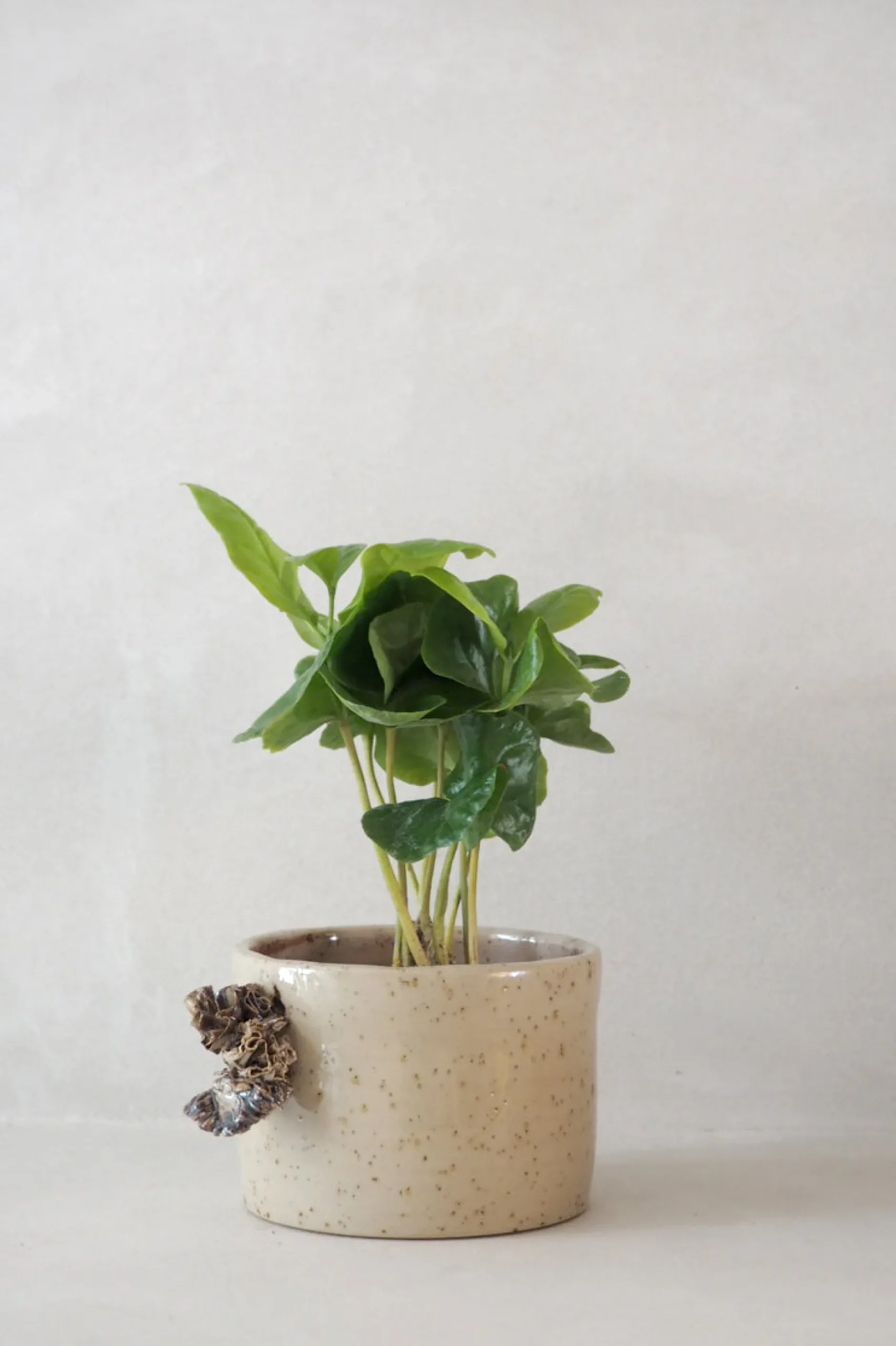 Håndlavede Krukker|Lille^PLANT Tang ekop