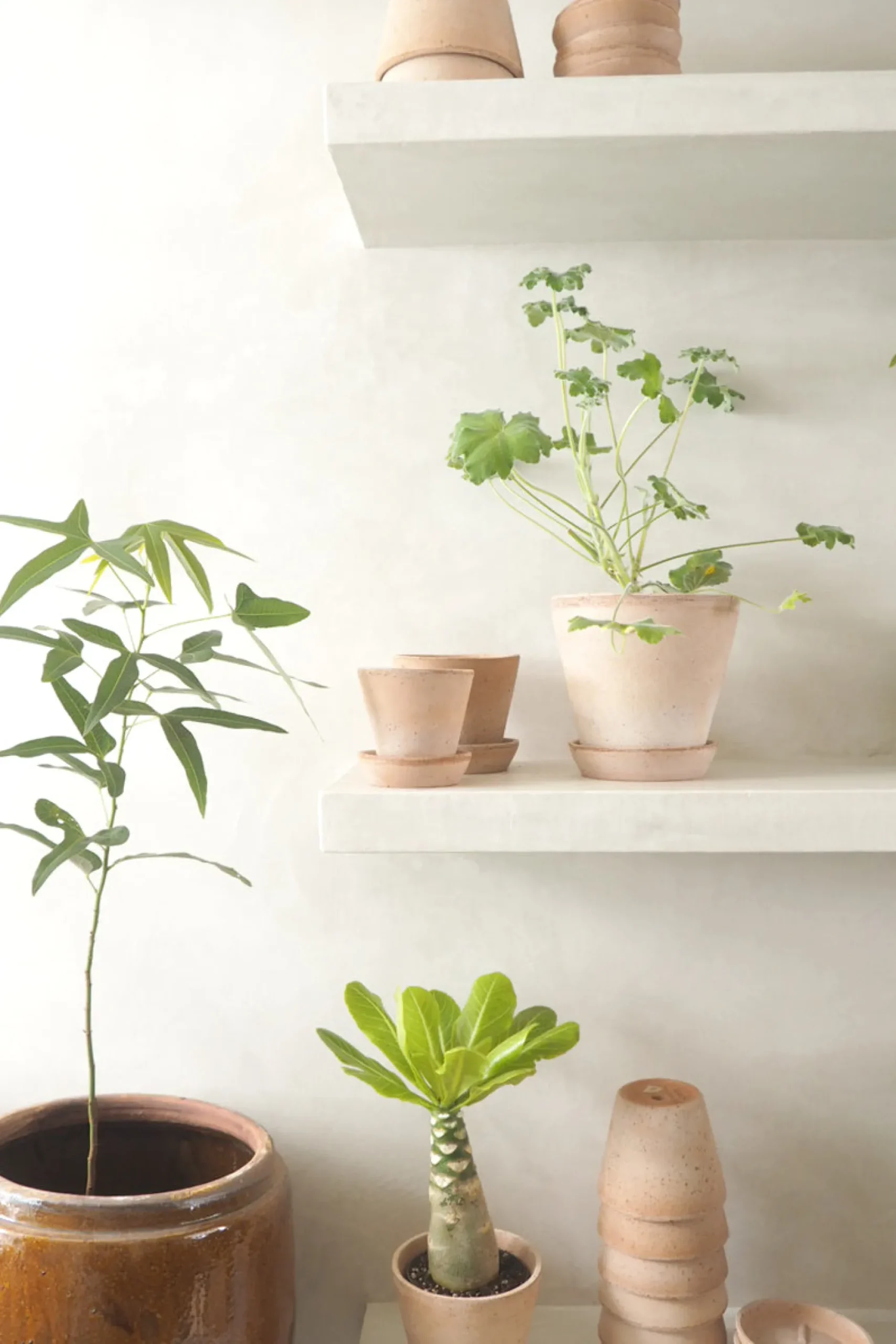 Frø, Spiring Og Altanliv|Terrakotta-Krukker^PLANT Terracotta krukke - rosa