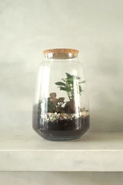 Planter Og Værktøj Til Terrarier|Håndskabte Terrarier^PLANT Terrarie med Ficus Bonsai no. 18