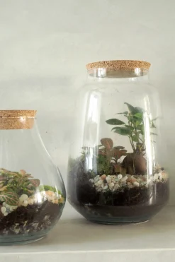 Planter Og Værktøj Til Terrarier|Håndskabte Terrarier^PLANT Terrarie med Ficus Bonsai no. 18