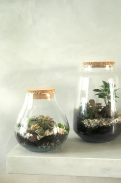 Planter Og Værktøj Til Terrarier|Håndskabte Terrarier^PLANT Terrarie med Ficus Bonsai no. 18