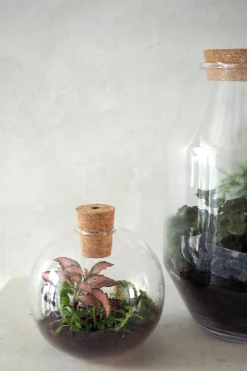 Planter Og Værktøj Til Terrarier|Håndskabte Terrarier^PLANT Terrarie no. 14