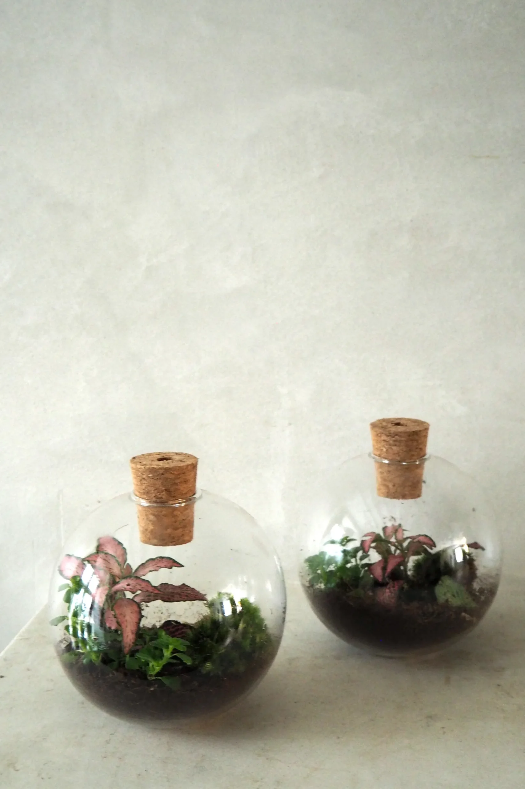 Planter Og Værktøj Til Terrarier|Håndskabte Terrarier^PLANT Terrarie no. 14