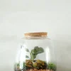Planter Og Værktøj Til Terrarier|Håndskabte Terrarier^PLANT Terrarie no. 04