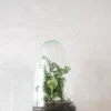 Planter Og Værktøj Til Terrarier|Håndskabte Terrarier^PLANT Terrarie no. 05