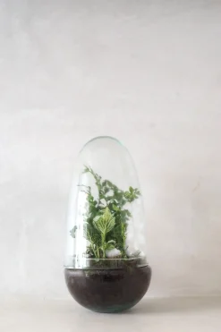 Planter Og Værktøj Til Terrarier|Håndskabte Terrarier^PLANT Terrarie no. 05